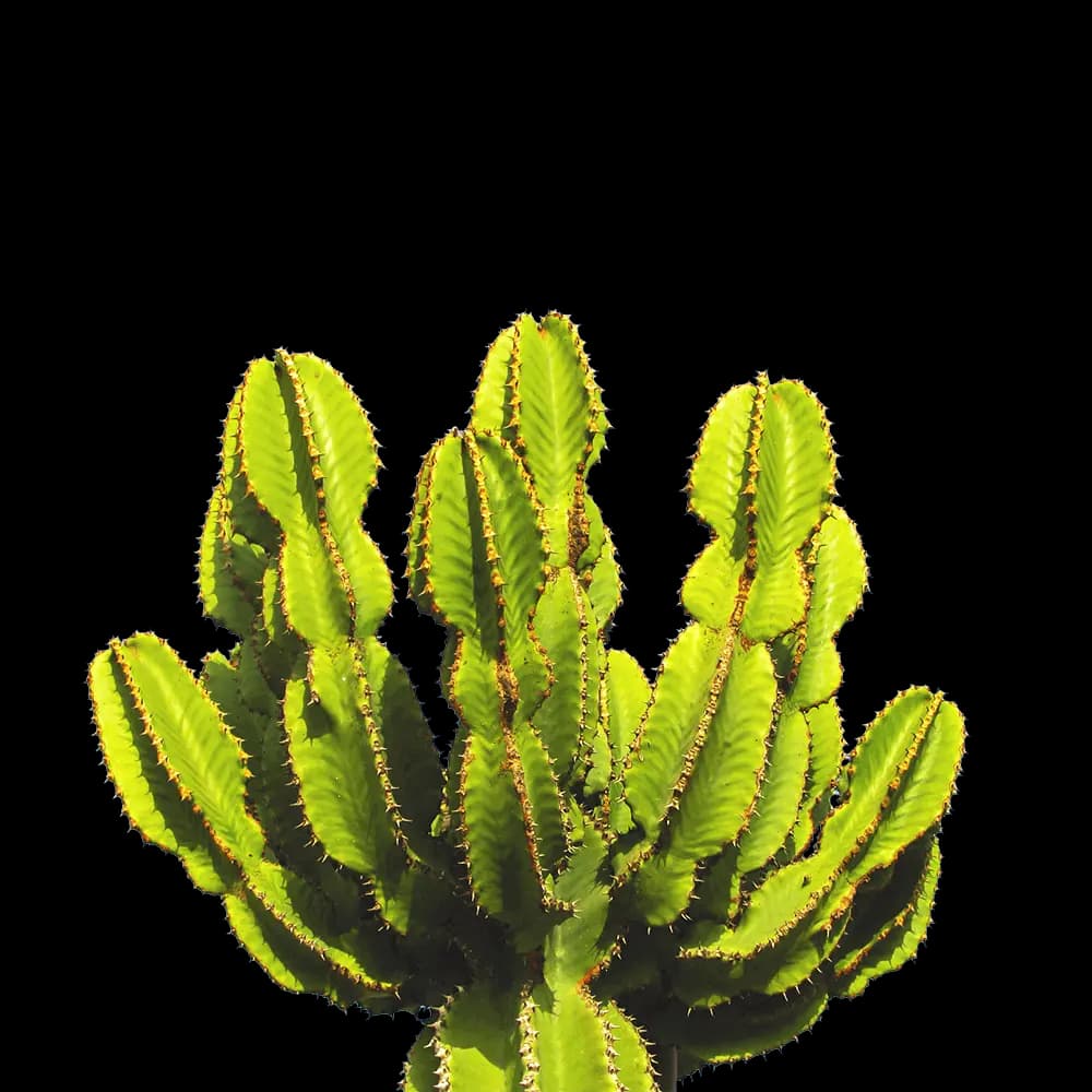 Cactus